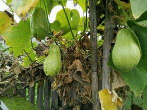 苦耳瓜可以吃吗怎么吃,苦耳瓜的食用方法与美味探索