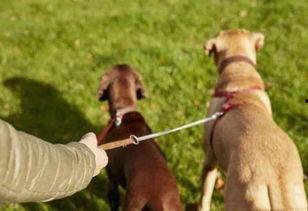 带你吃瓜讲解遛狗,遛狗那些事儿