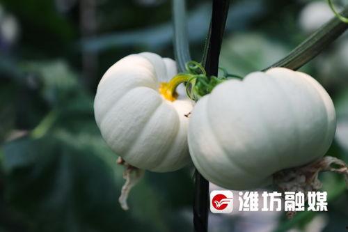 潍坊渤海吃瓜,夏日吃瓜盛宴，畅享清凉时光