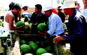 银川同城吃瓜,揭秘本地热门事件背后的故事