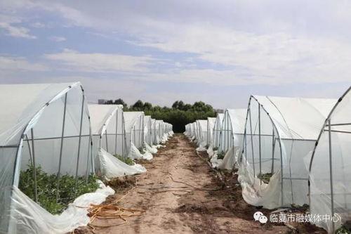 临夏最新吃瓜视频,揭秘当地美食文化新潮流