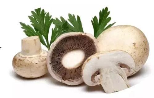 17吃瓜爆料蘑菇,蘑菇背后的惊人真相大揭秘