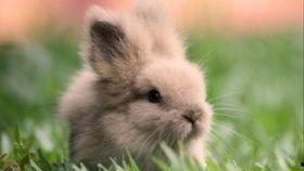 兔子吃瓜花吗怎么吃,兔子如何享用瓜花美食