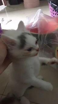 猫咪可以吃小凤瓜不,小凤瓜的妙用